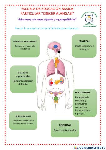 Sistema endocrino