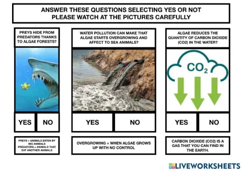 Questions about algae