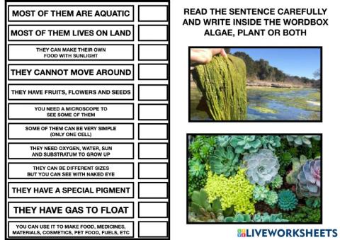 Algae , plant or both