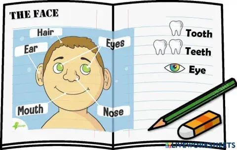 Kid's Box 1 Unit 6 Section 1 Notebook