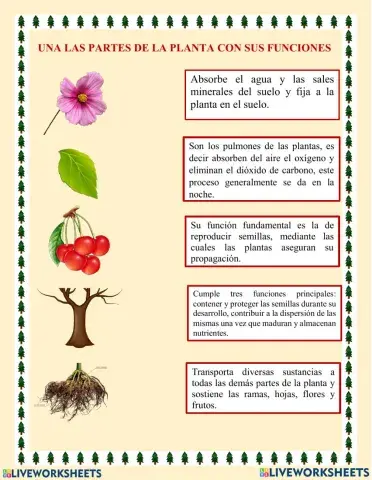 Partes de las plantas