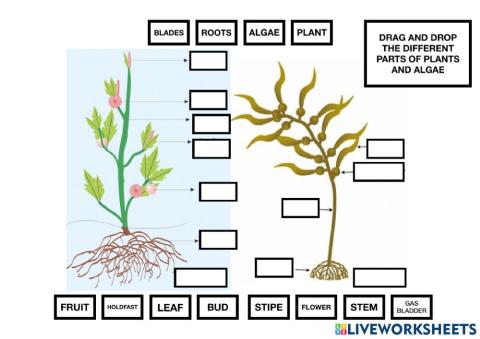 Parts of algae and plants