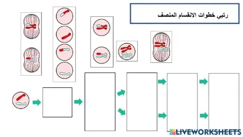 انقسام منصف