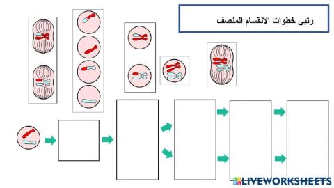 انقسام منصف