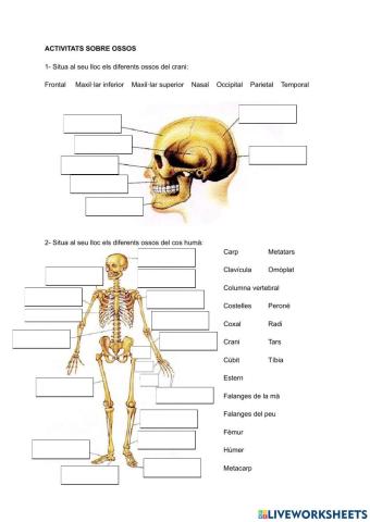 L'esquelet humà