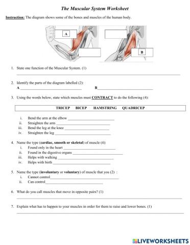 The Muscular System Worksheet -2