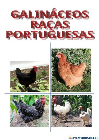 Raça de Galinhas Portuguesas