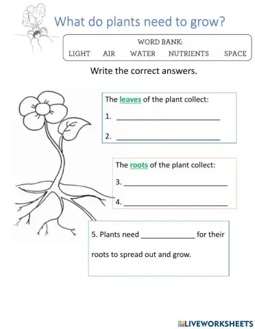 What plants need to grow