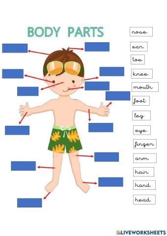 Body parts