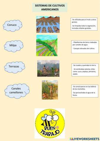 Sistemas de cultivo americanos