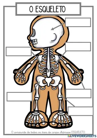 O ESQUELETO PRIMEIRO