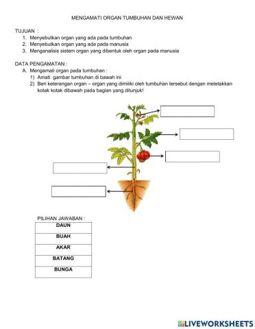 Organ Tumbuhan dan Manusia