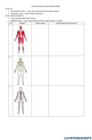 Sistem Organ Pada Manusia