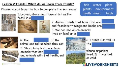 Fossils