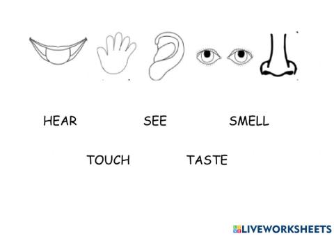 Five senses - interactive worksheet