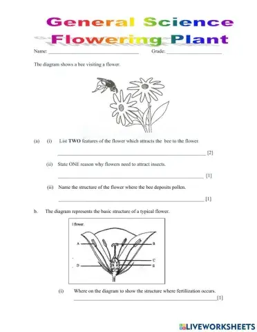 Pollination Flowering Plant