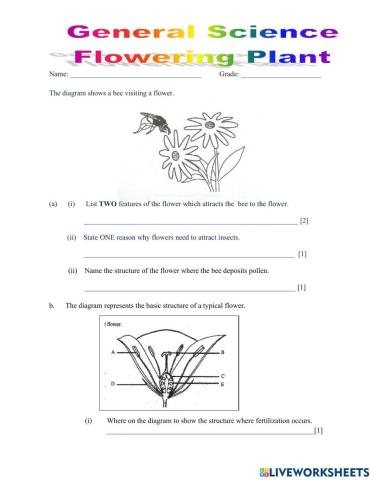 Pollination Flowering Plant