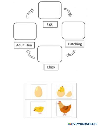 Live cycle of a hen
