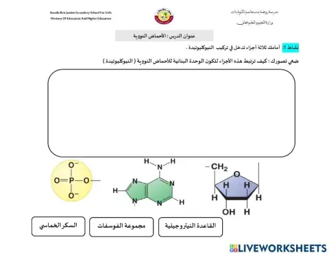 تركيب النيوكليوتيدة