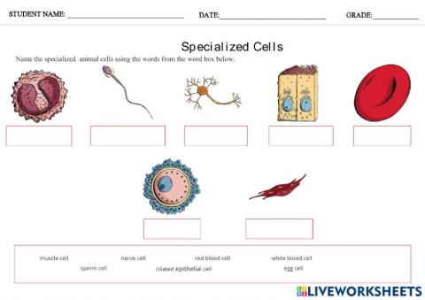 Specialized Cells Identification