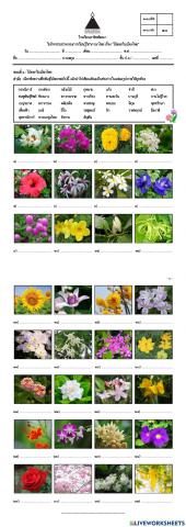 ไม้ดอกในเมืองไทย