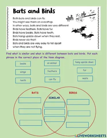 Compare and Contrast