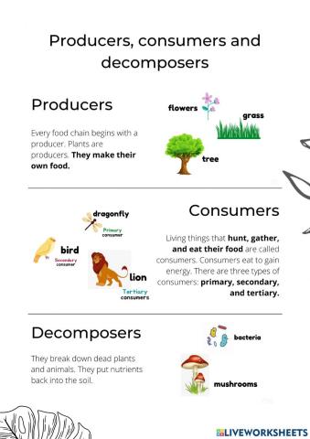 Producers, consumers and decomposers