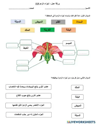 أجزاء الزهرة-سادس
