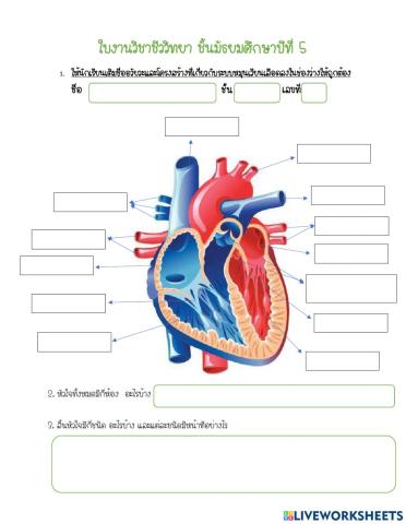 ระบบหมุนเวียนเลือด criculatory System
