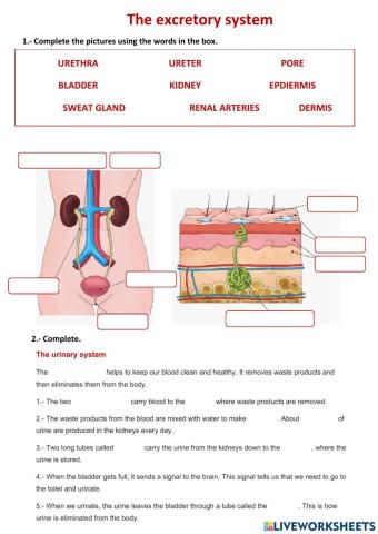 The excretory system