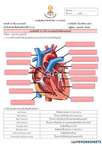 ระบบหมุนเวียนเลือดของมนุษย์