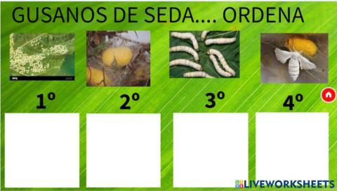 Ciclo gusano de seda