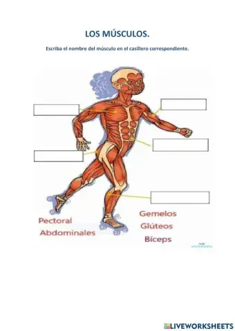 Los músculos