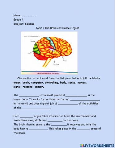 The Brain and Sense Organs