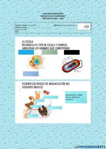 Organizacion de los seres vivos