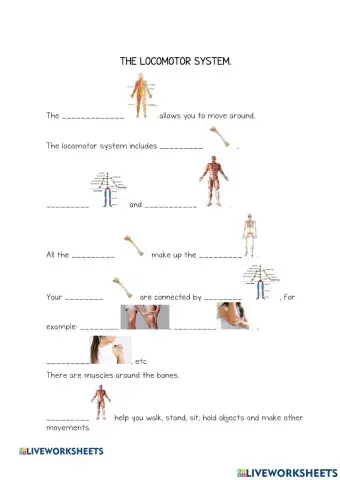 The locomotor system