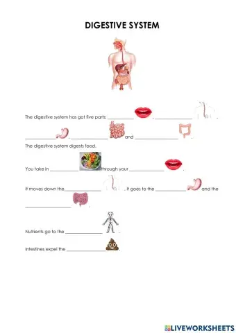 Digestive system