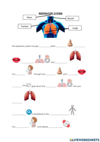 The respiratory system