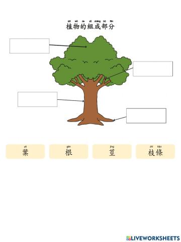 植物的組成部分 Parts of Plants