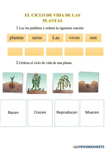 Ciclo de vida de la planta
