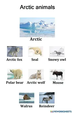 Arctic animals