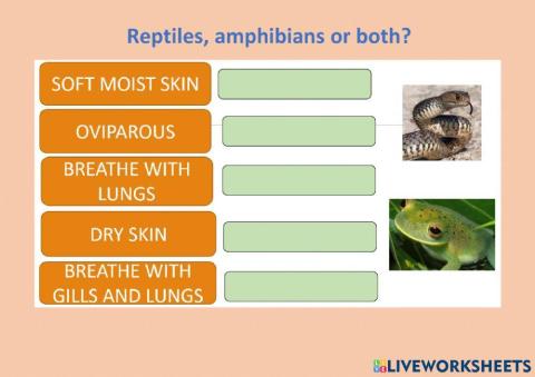 Reptiles amphibians or both
