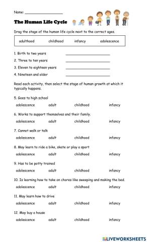 Human Life Cycle