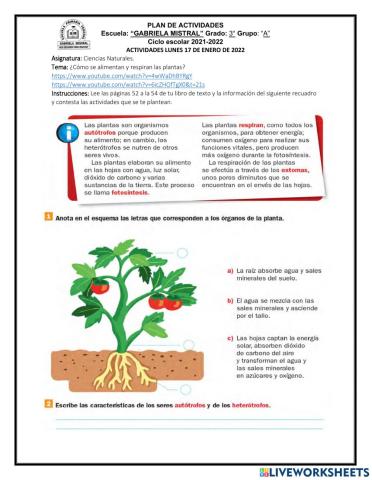¿Cómo se alimentan y respiran las plantas?