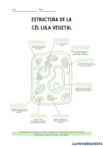 La cèl·lula vetgetal