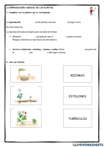 La reproducción asexual de las plantas