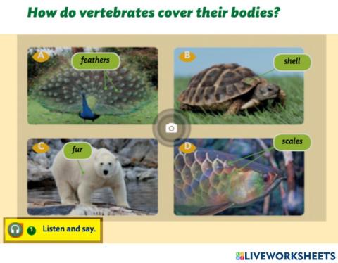 How do vertebrates cover their bodies?