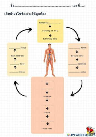 ระบบหมุนเวียนโลหิต