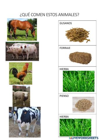 Qué comen los animales