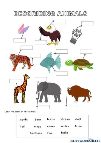 Describing animals